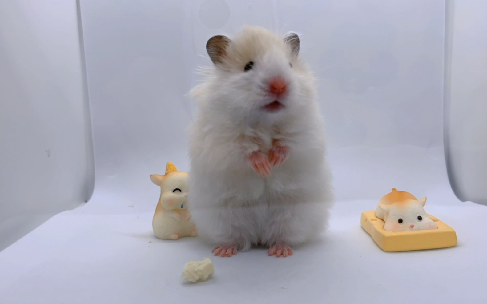 长毛黄波利快满月了哦