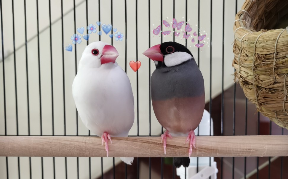 【文鸟】一对小夫妻ヽ( ⌒ω⌒)人(=^¨^= )17_哔哩哔哩 (゜-゜)つ