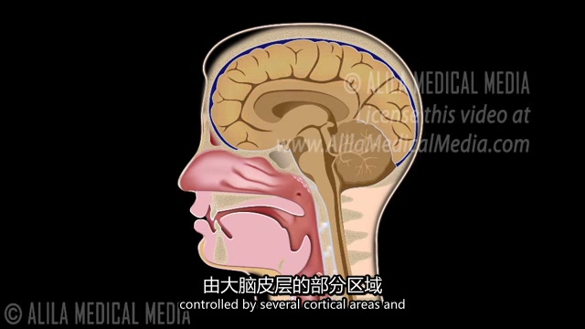 吞咽生理英文 swallowing哔哩哔哩bilibili