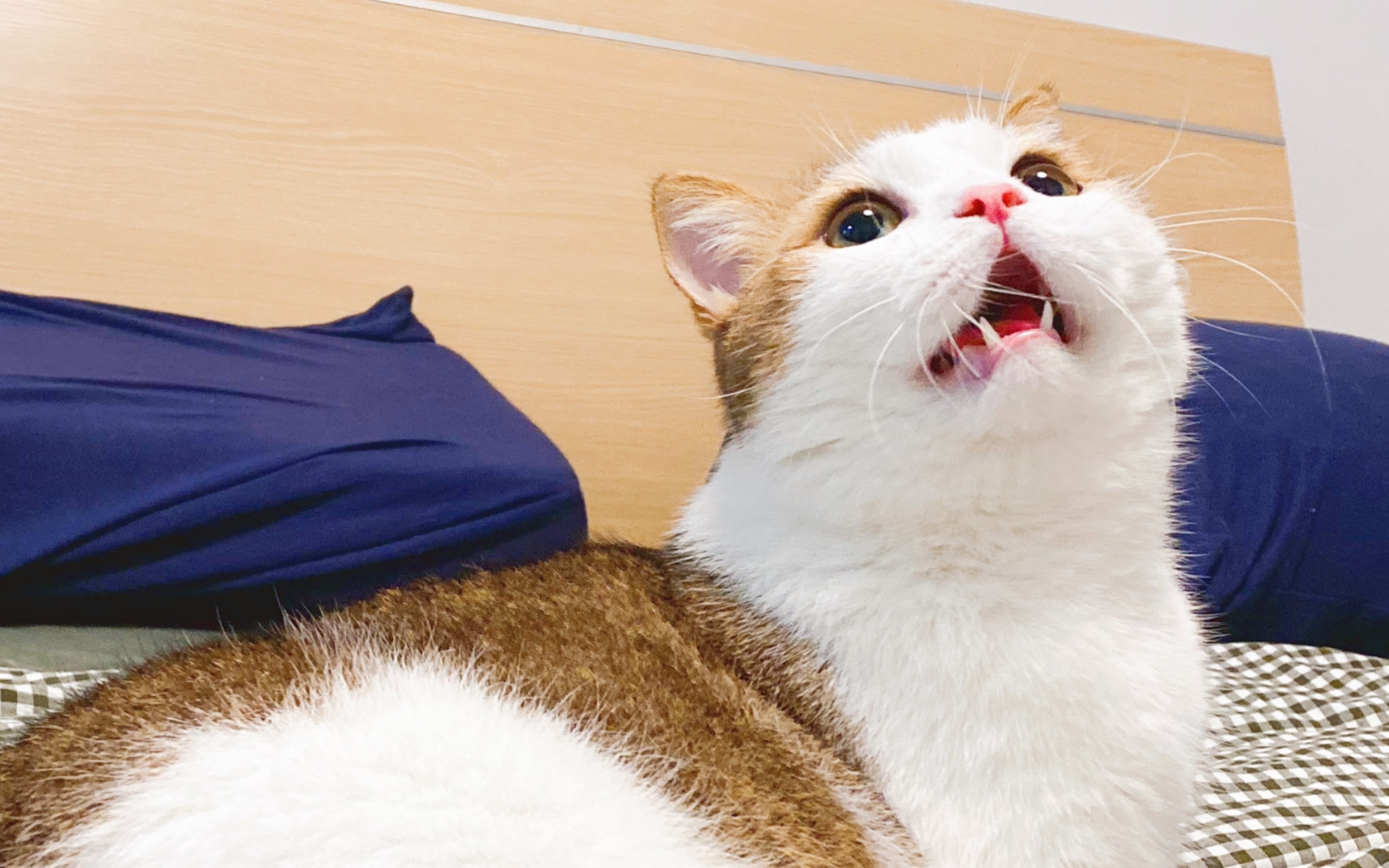 【kb呆又呆rap】猫猫打架_哔哩哔哩 (゜-゜)つロ 干杯~-bilibili