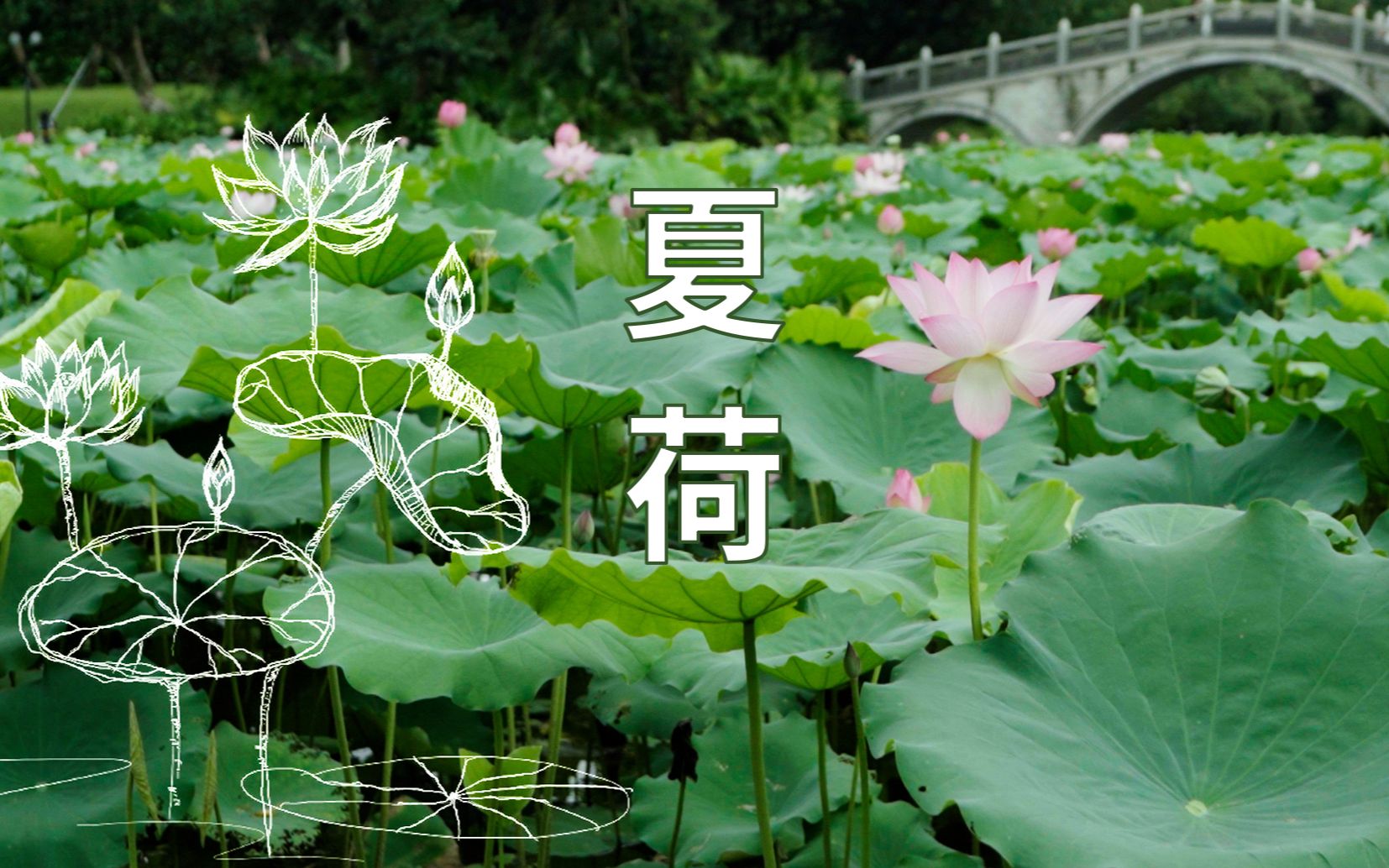 夏至 | 荷已至此 | 荷花 | 洪湖公园 | 手绘 | 治愈系 | 植物哔哩哔哩bilibili