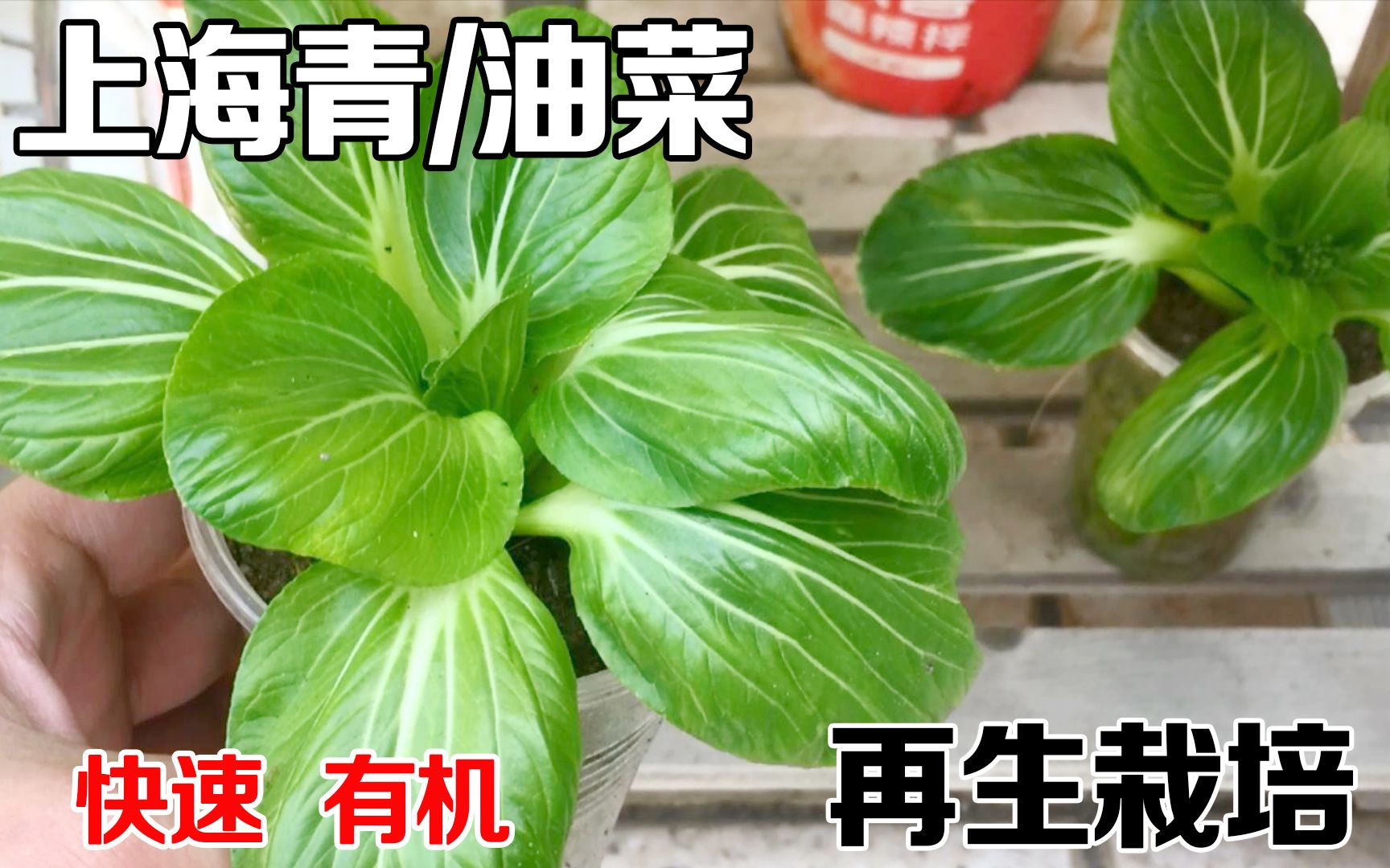 [图]阳台种菜，上海青（小油菜）这样种，20天左右就能吃上，简单又实用！