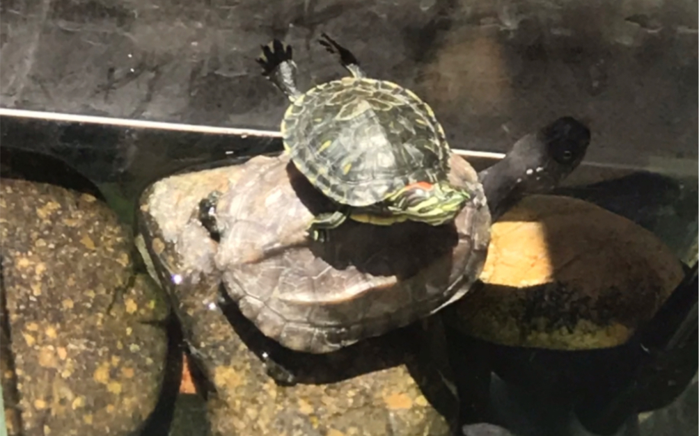 私人小龟之我是晒背王品相不好又如何爱好可以接受次品