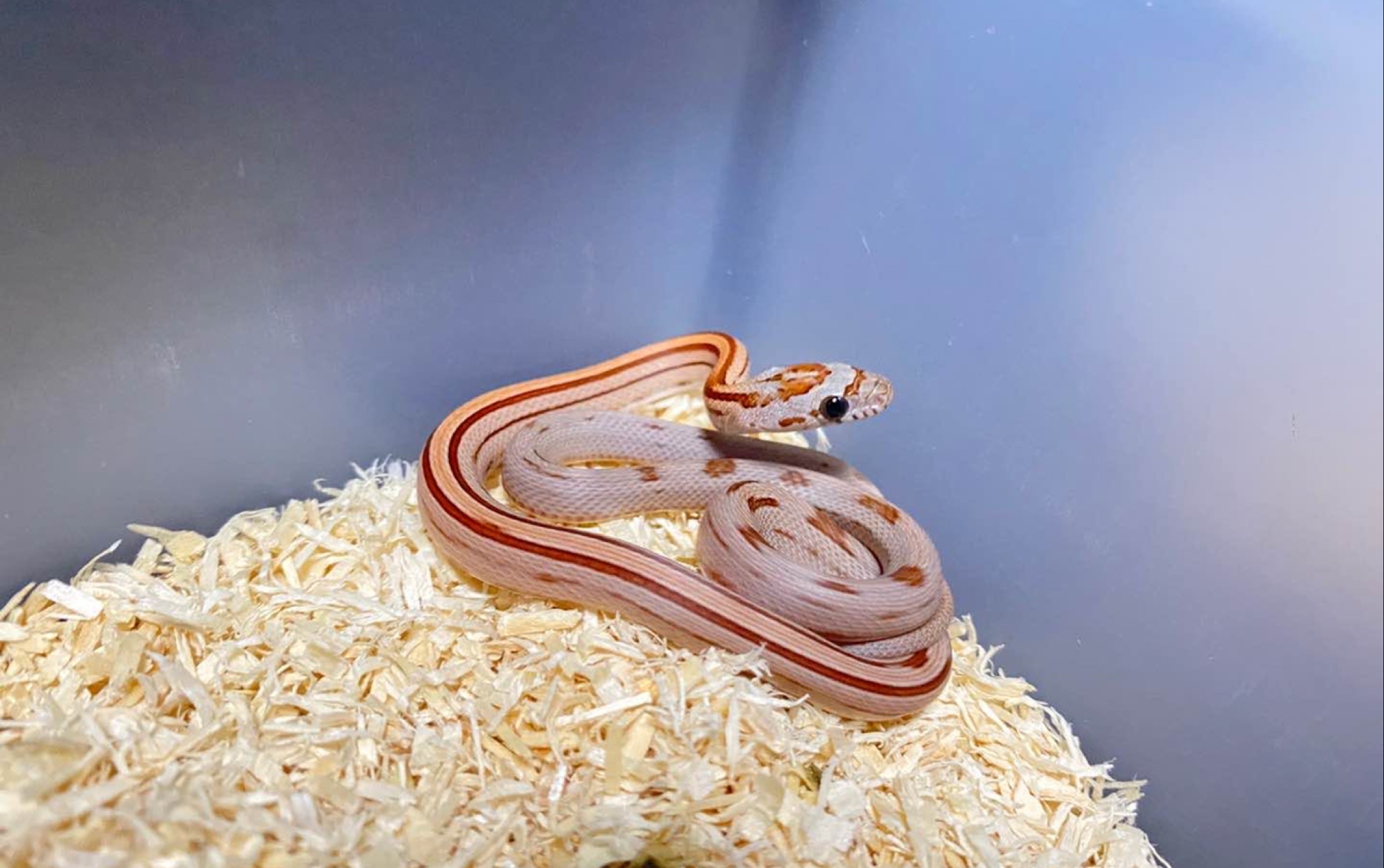 开箱-可爱的小蛇