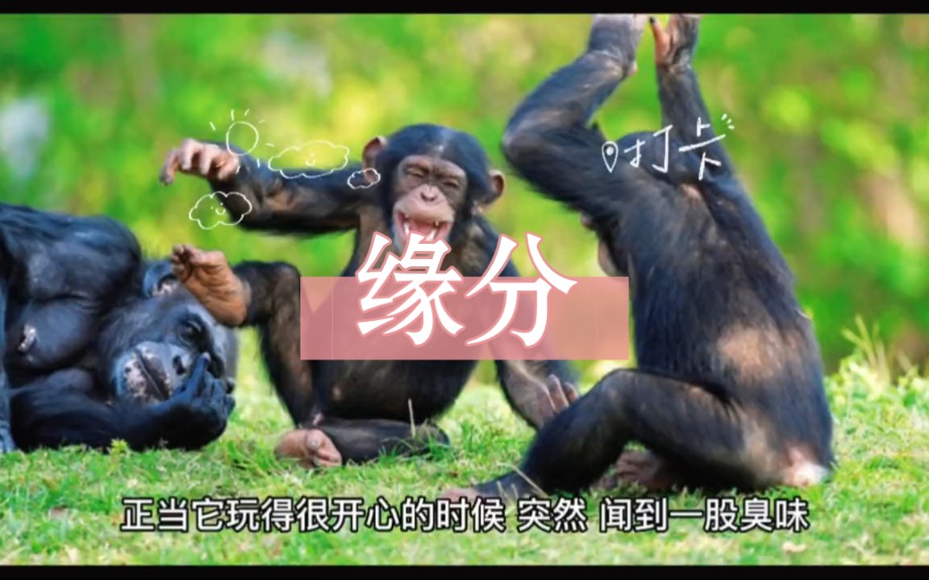 缘分(猿粪)#搞笑#每天笑一笑