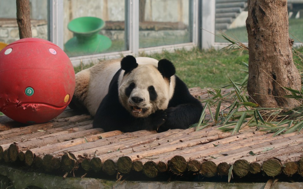 【大熊猫秦川】川川好想进去鸭嘤嘤嘤