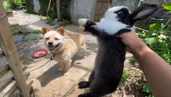 兔子 感谢粉丝让我过上了这么好的生活 必须要科学养兔 哔哩哔哩 Bilibili