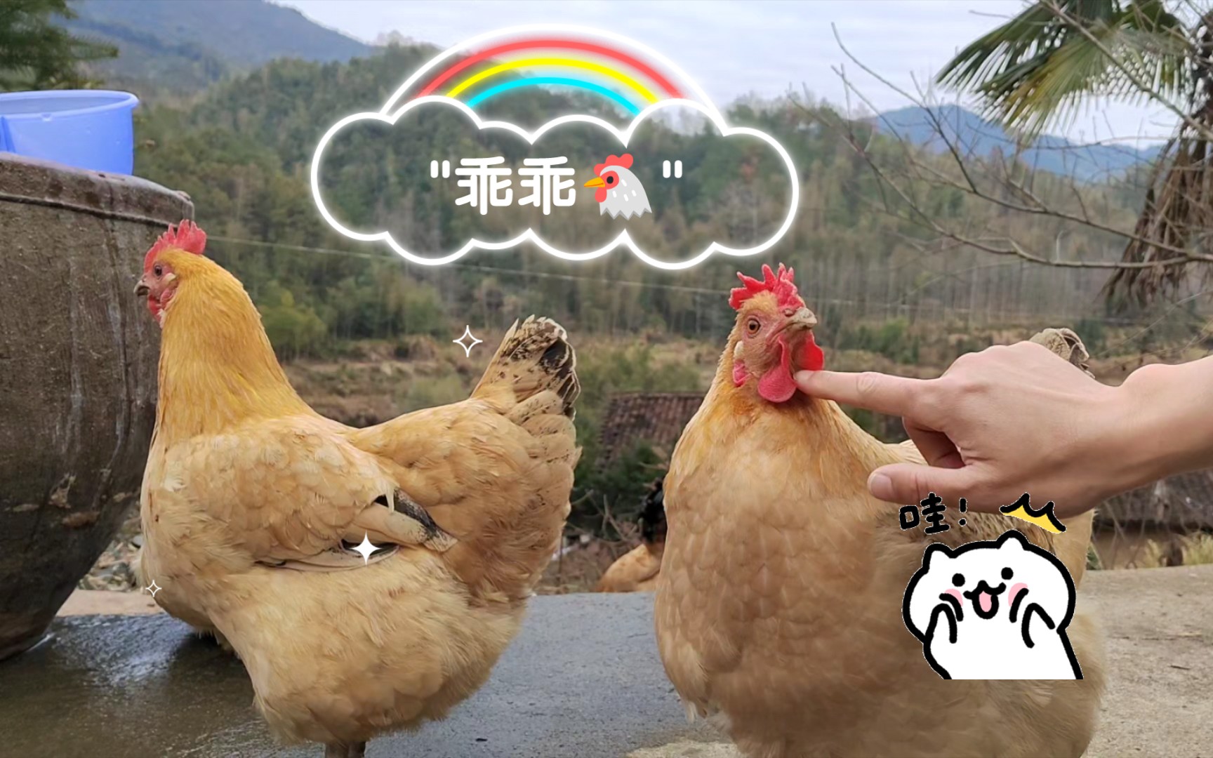 [图]乖乖🐔