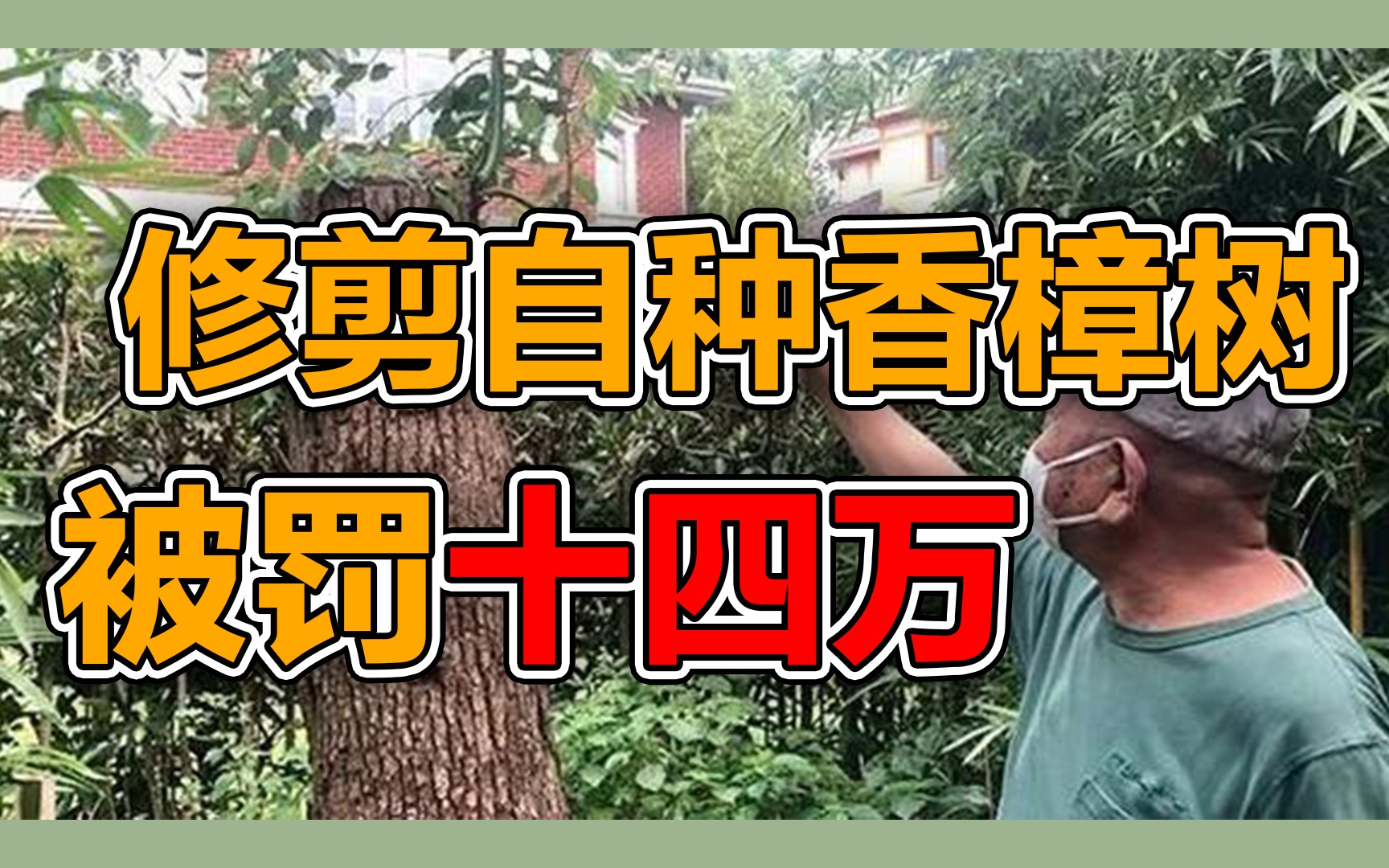 「张捷谈新闻」修剪自种香樟树,被罚14万哔哩哔哩bilibili