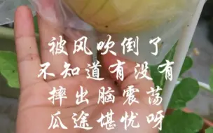 下载视频: 盆栽的西瓜被风吹倒了，瓜途堪忧呀