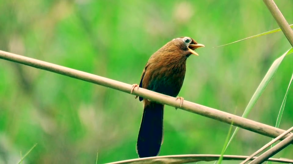 爱尔兰画眉,口琴入门萌新曲