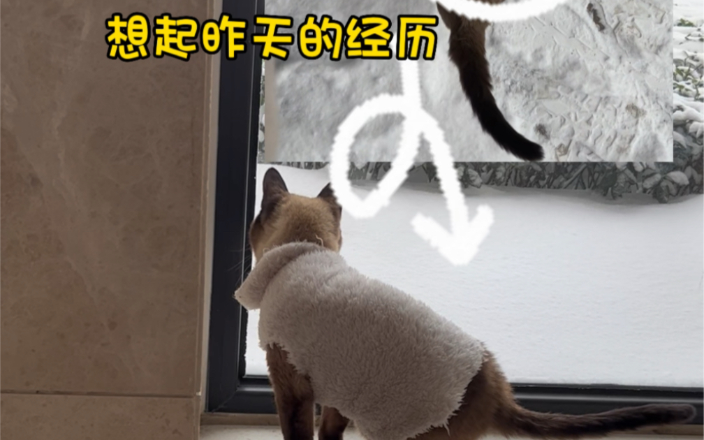 三脚猫的由来~ (听说你们都羊了要照顾好自己)哔哩哔哩bilibili