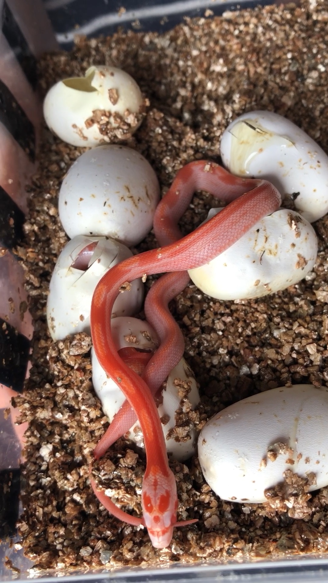 火方块出壳#玉米蛇