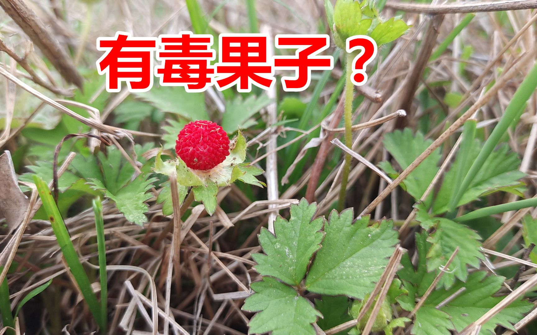 沟边的"蛇果子",像草莓一样红彤彤却不能吃,真的假的?