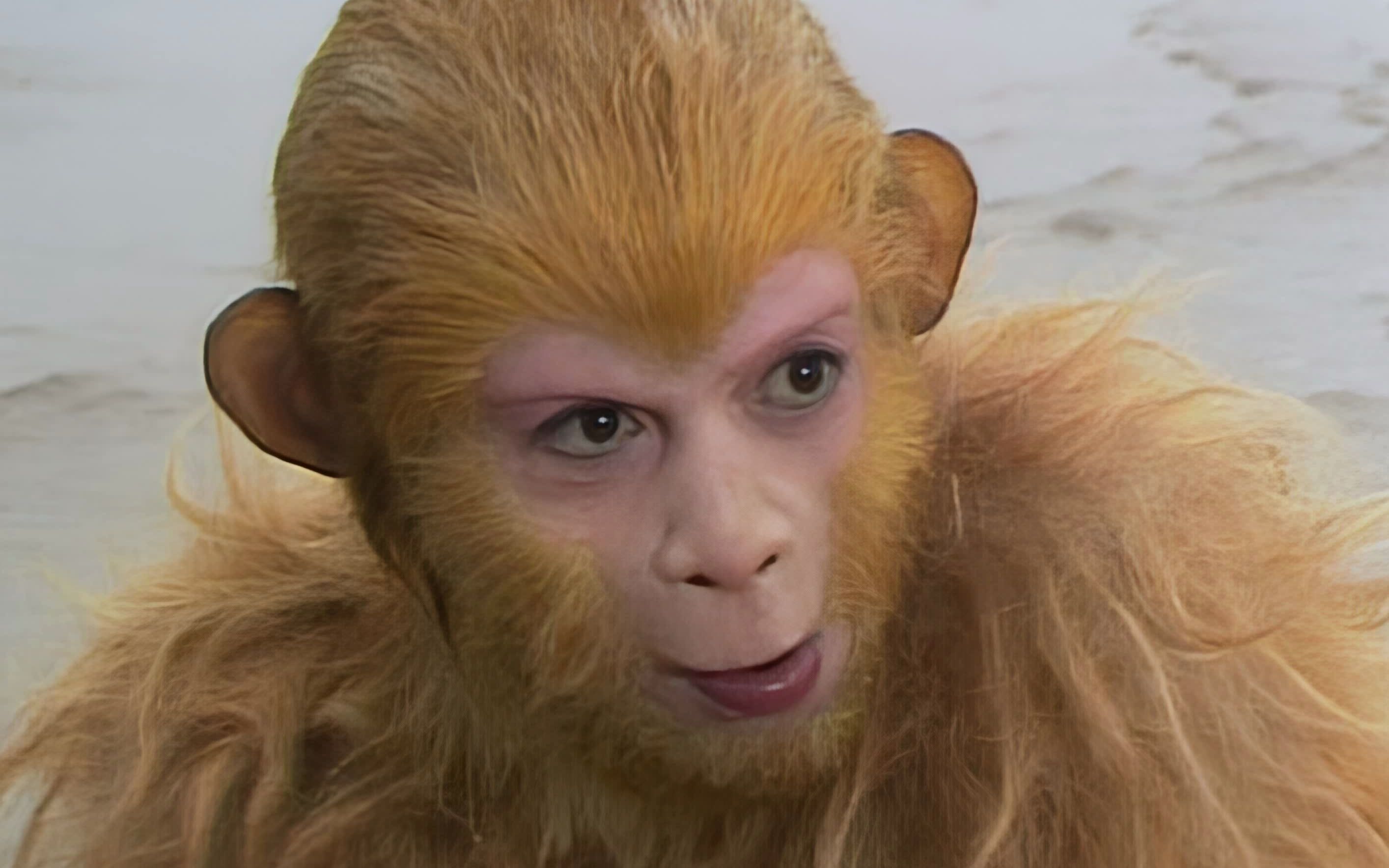 猴王寻仙学道拜师菩提祖师