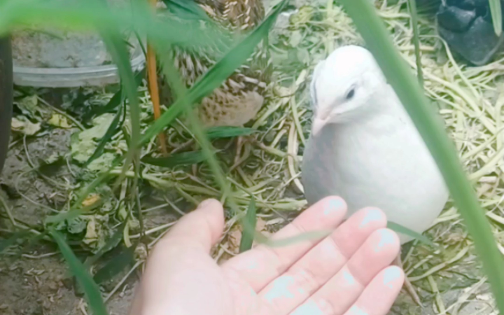 捕捉到一只可爱的白鹌鹑