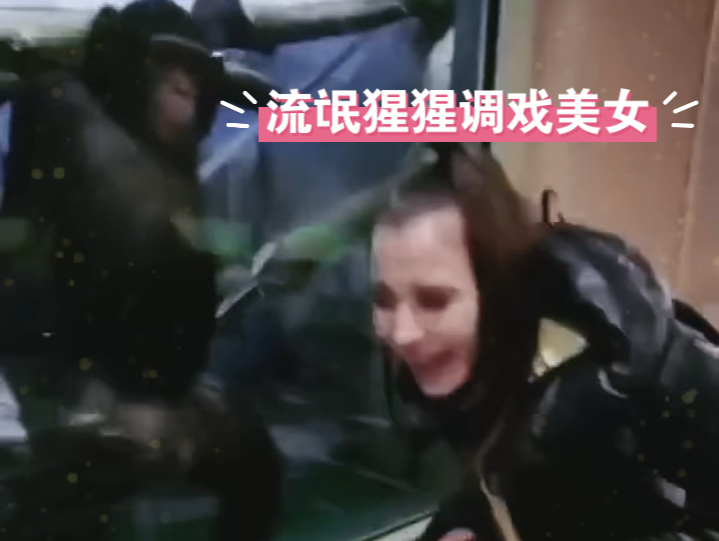 流氓猩猩调戏美女,要不要报警?