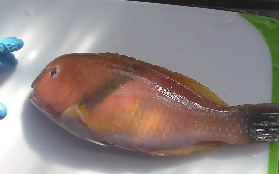 新鲜鹦哥鱼处理切片,这鱼干煎味道一流!