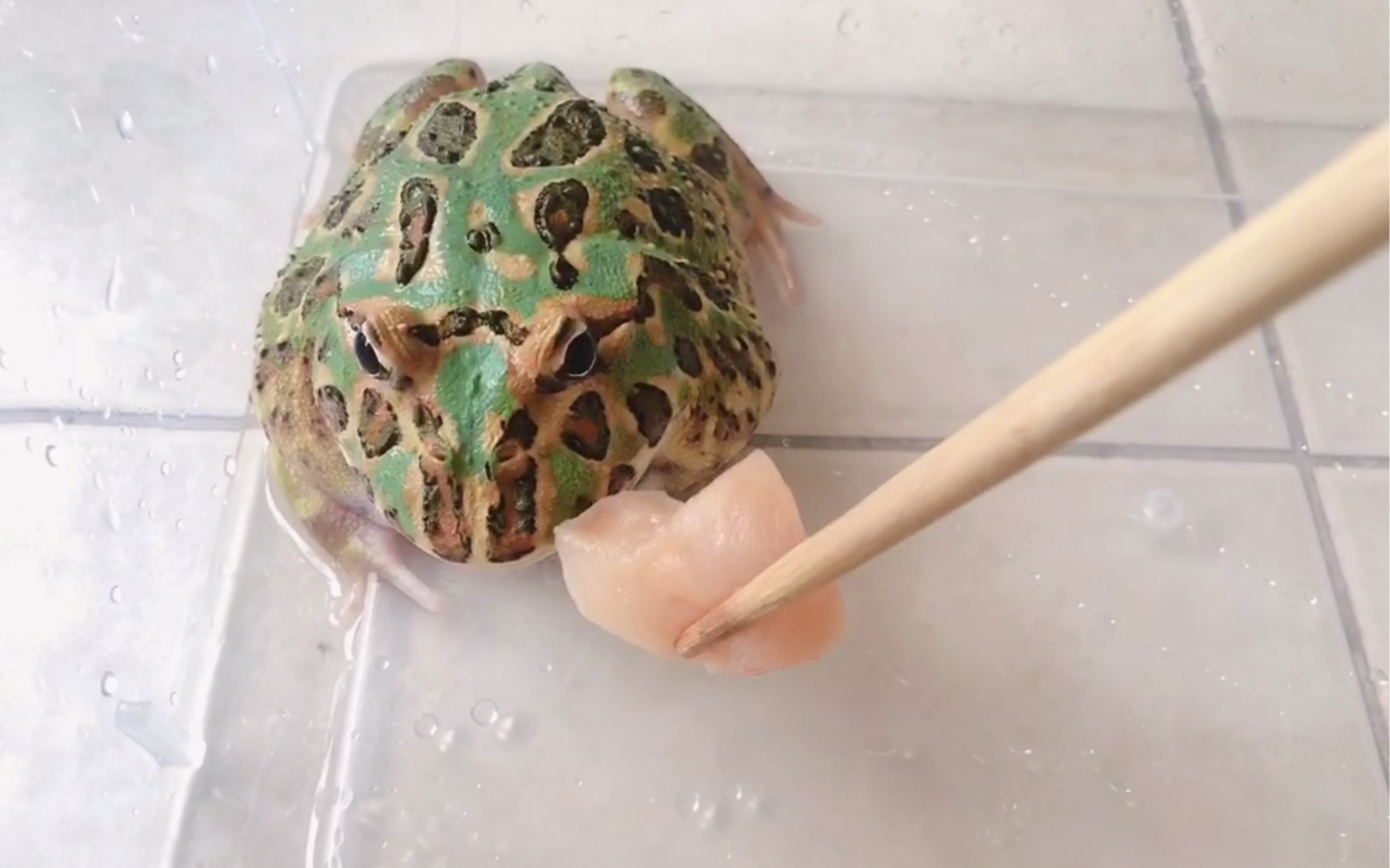 角蛙呱呱呱 | 主人从午餐里省下一大块鸡胸肉喂角蛙