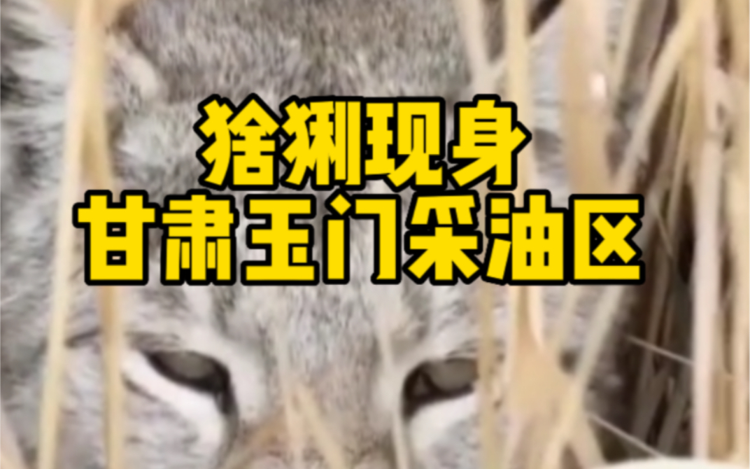 猞猁现身甘肃玉门采油区哔哩哔哩bilibili