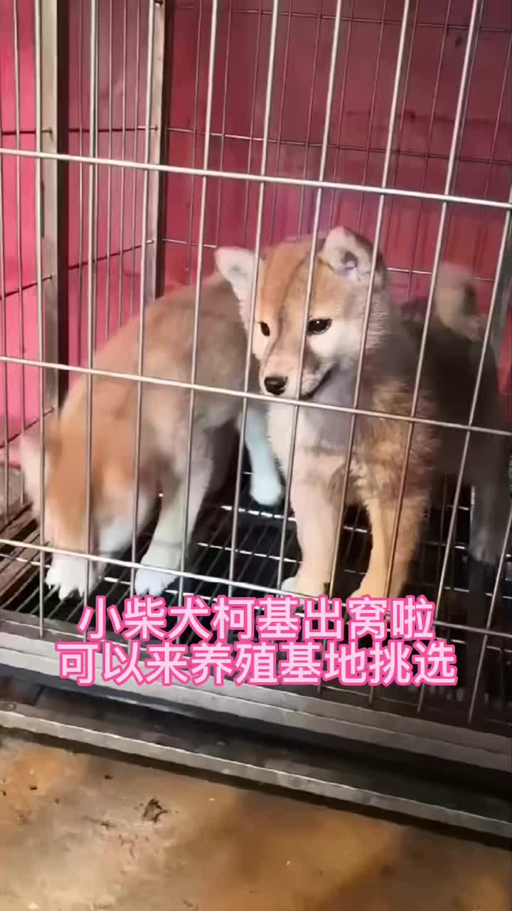 广州犬舍的柴犬跟柯基犬出窝了,可来养殖基地现场挑选哔哩哔哩bilibili