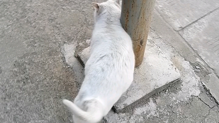 [图]怀孕的流浪猫主动送上了门