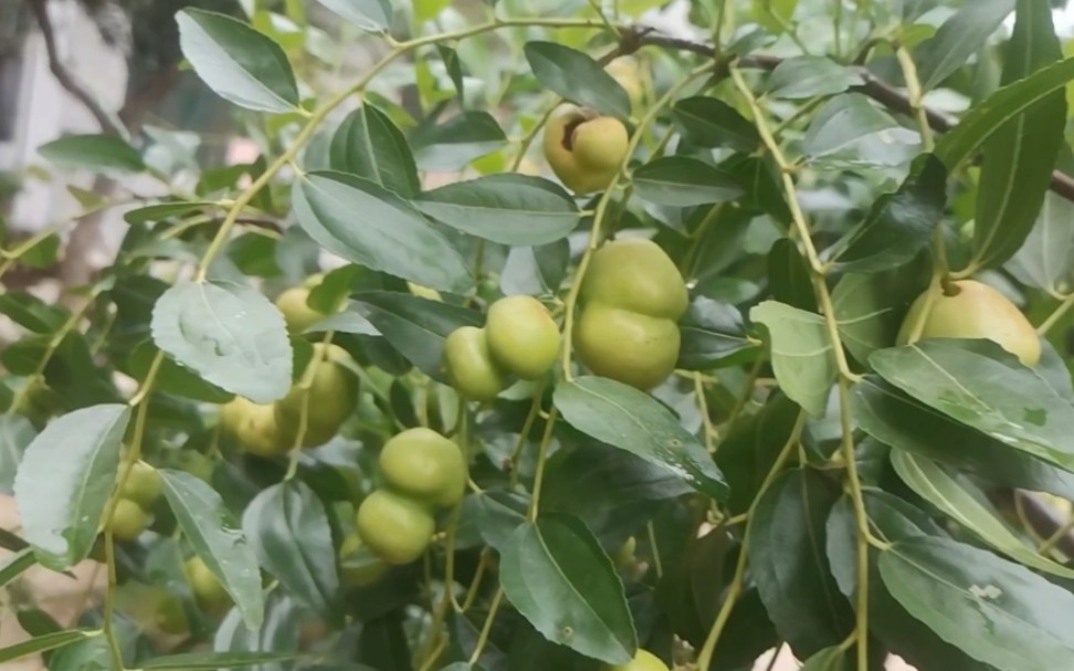 院子里一棵枣树5个品种,有葫芦枣贵妃枣米枣大蜂蜜罐枣的现状