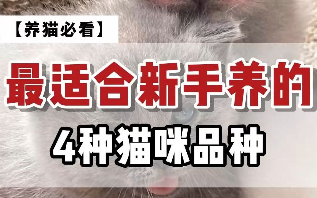 非常适合新手养的四种猫,不怕养不好!哔哩哔哩bilibili