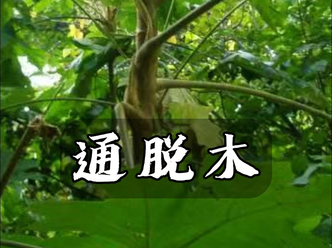 通草哔哩哔哩bilibili