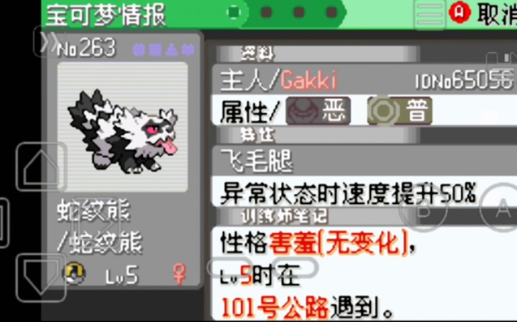 究极绿宝石47伽勒尔蛇纹熊直冲熊堵拦熊真硬核肝肝硬化