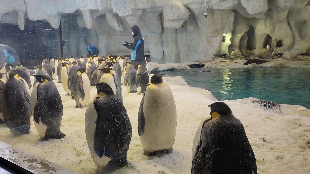 珠海长隆海洋王国企鹅馆企鹅集合