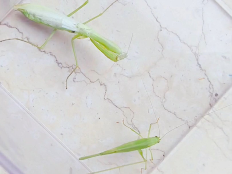 黑龙江—生态位战役 薄翅螳vs镰尾露螽