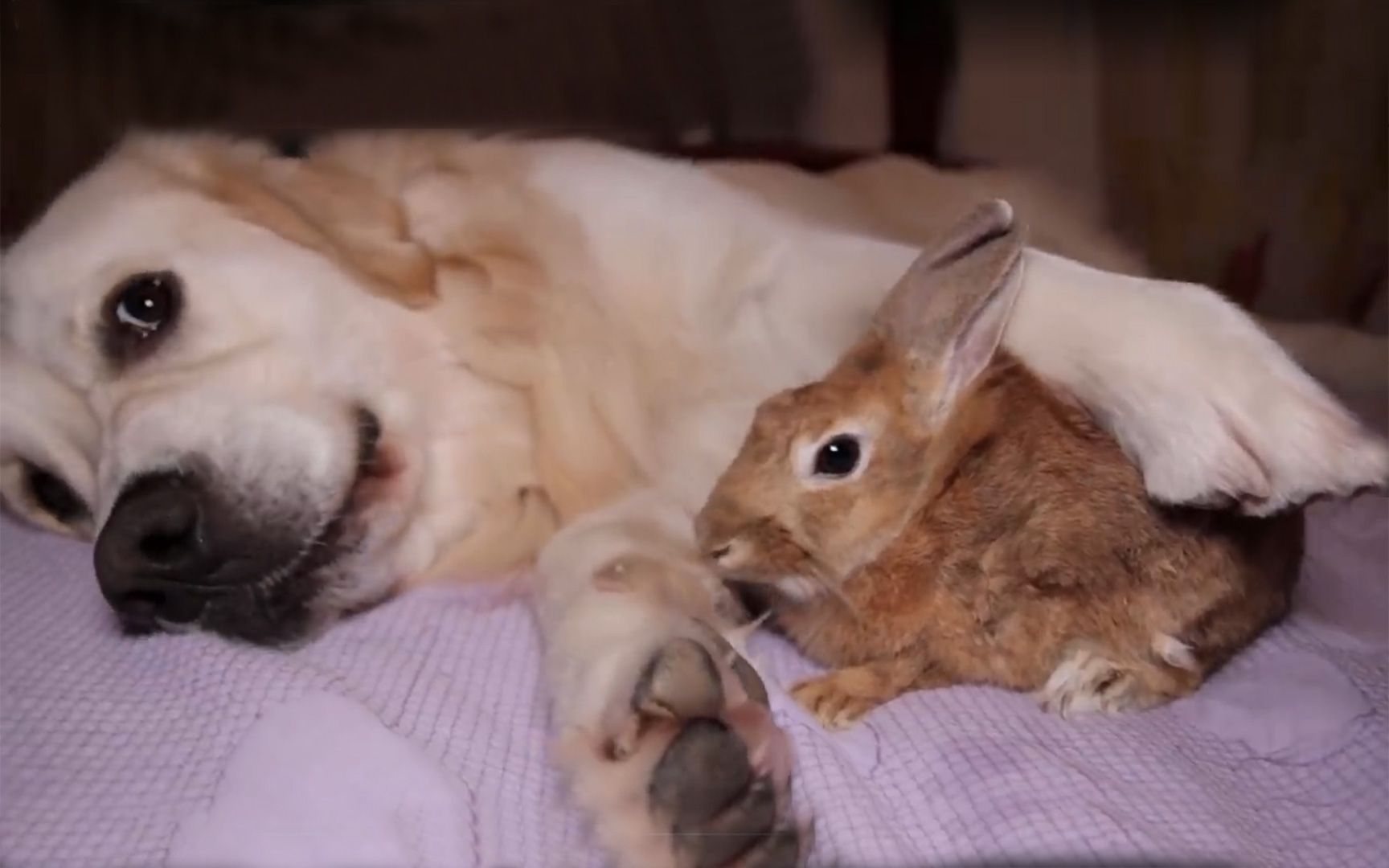 【超有爱心】金毛抱着它的兔宝宝一刻也不想分开