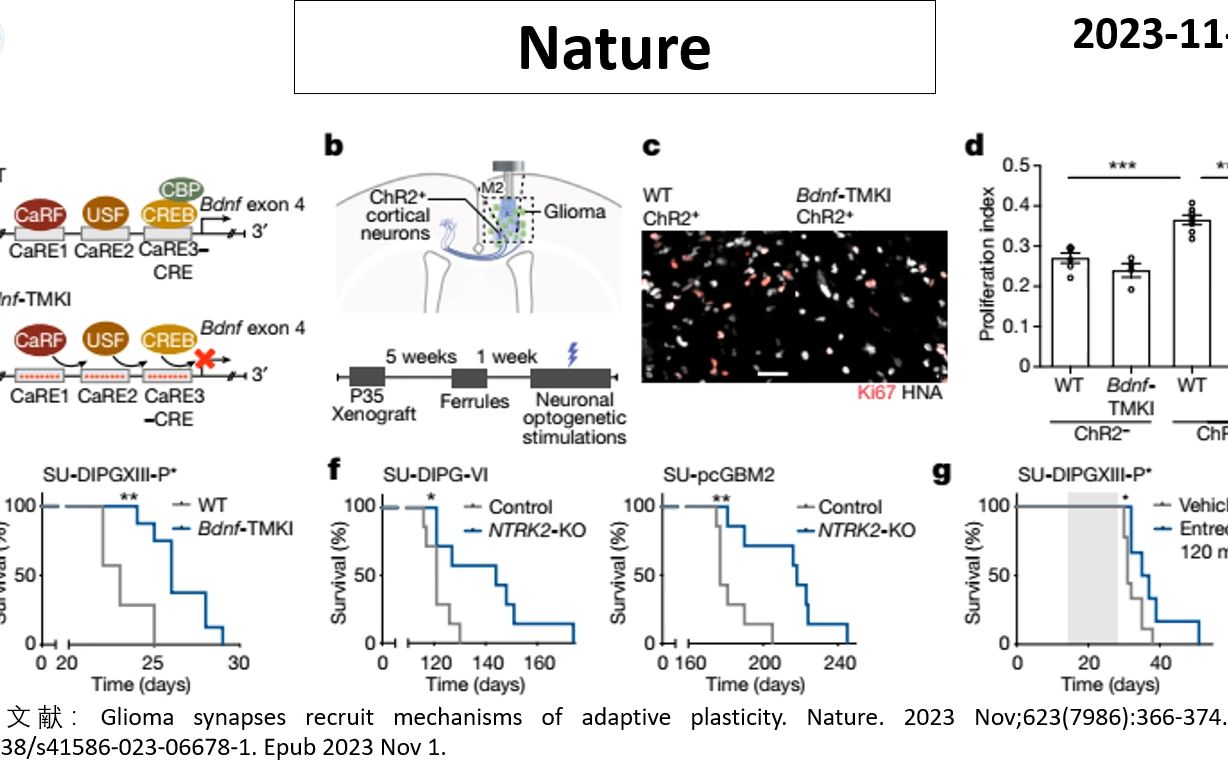 Nature—BDNFTrkB信号通路驱动胶质瘤生长哔哩哔哩bilibili