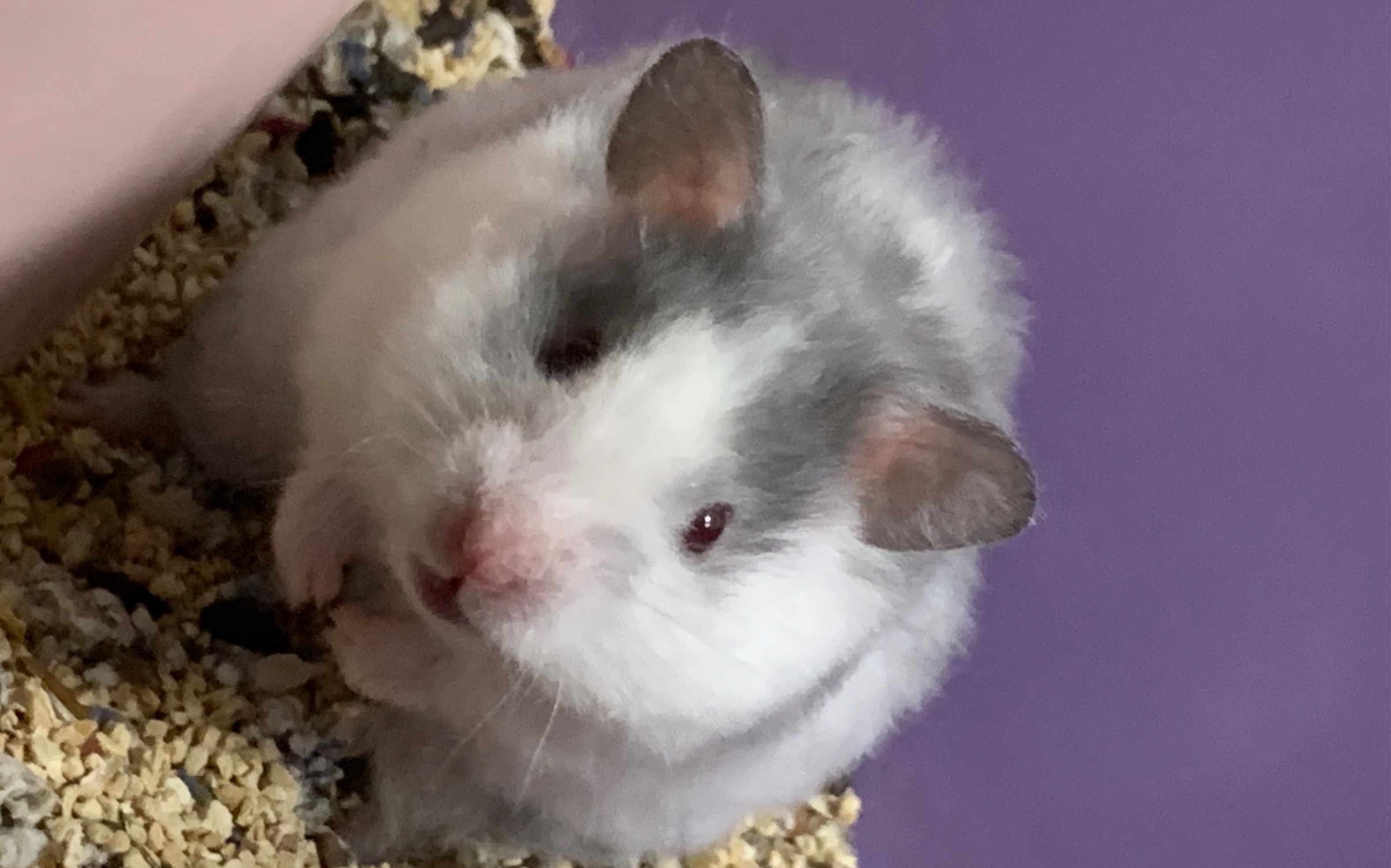 应该很少看过蓝色眼线金丝熊吧