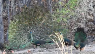 罕见的一幕 雌绿孔雀开屏 哔哩哔哩 Bilibili