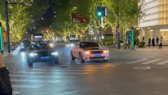 上海深夜惊现粉色地狱猫！这声浪猫叫真的拉满了，旁边的奥迪也是丝毫不逊色啊