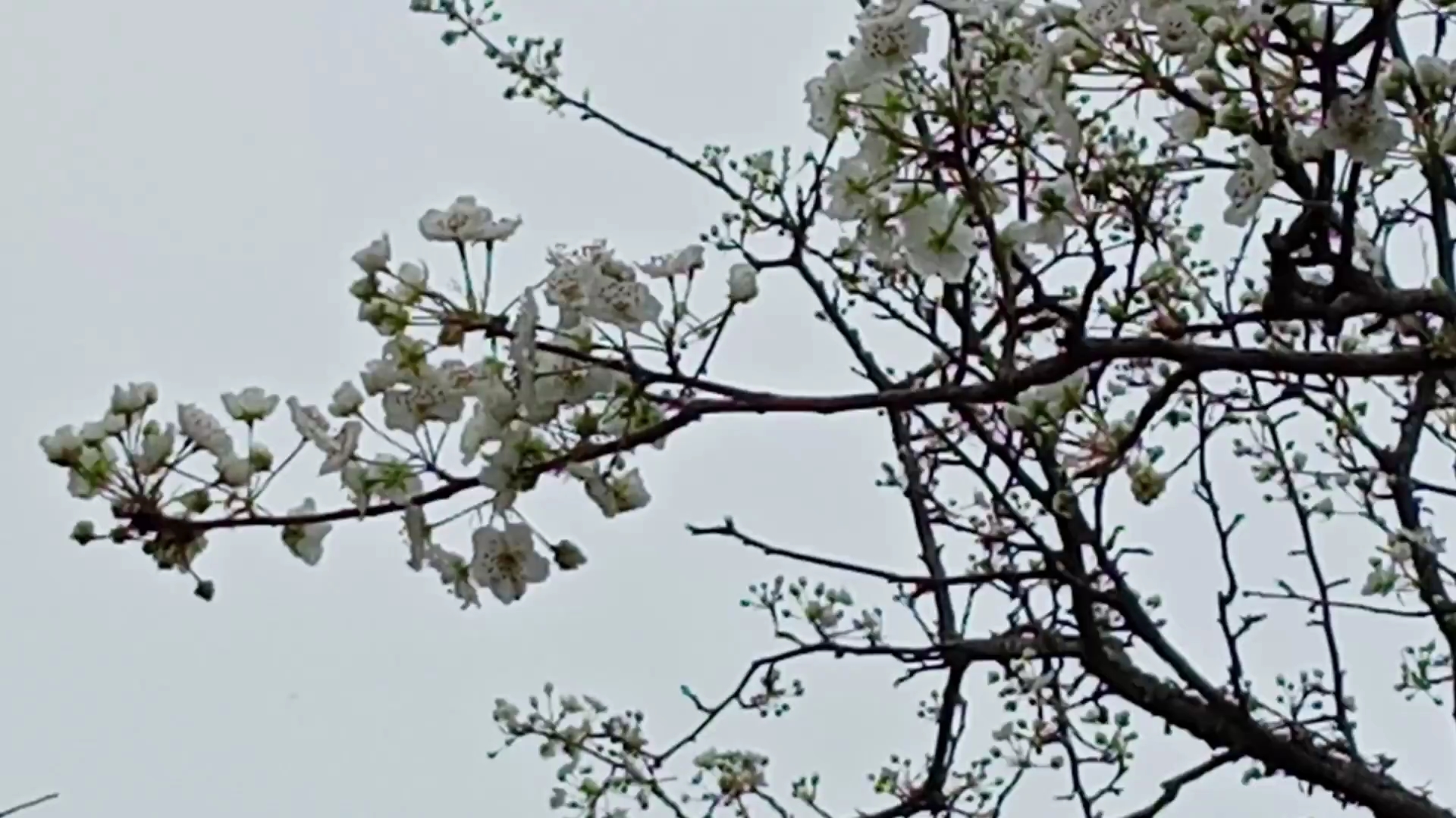 [图]遗忘的风景（梨花