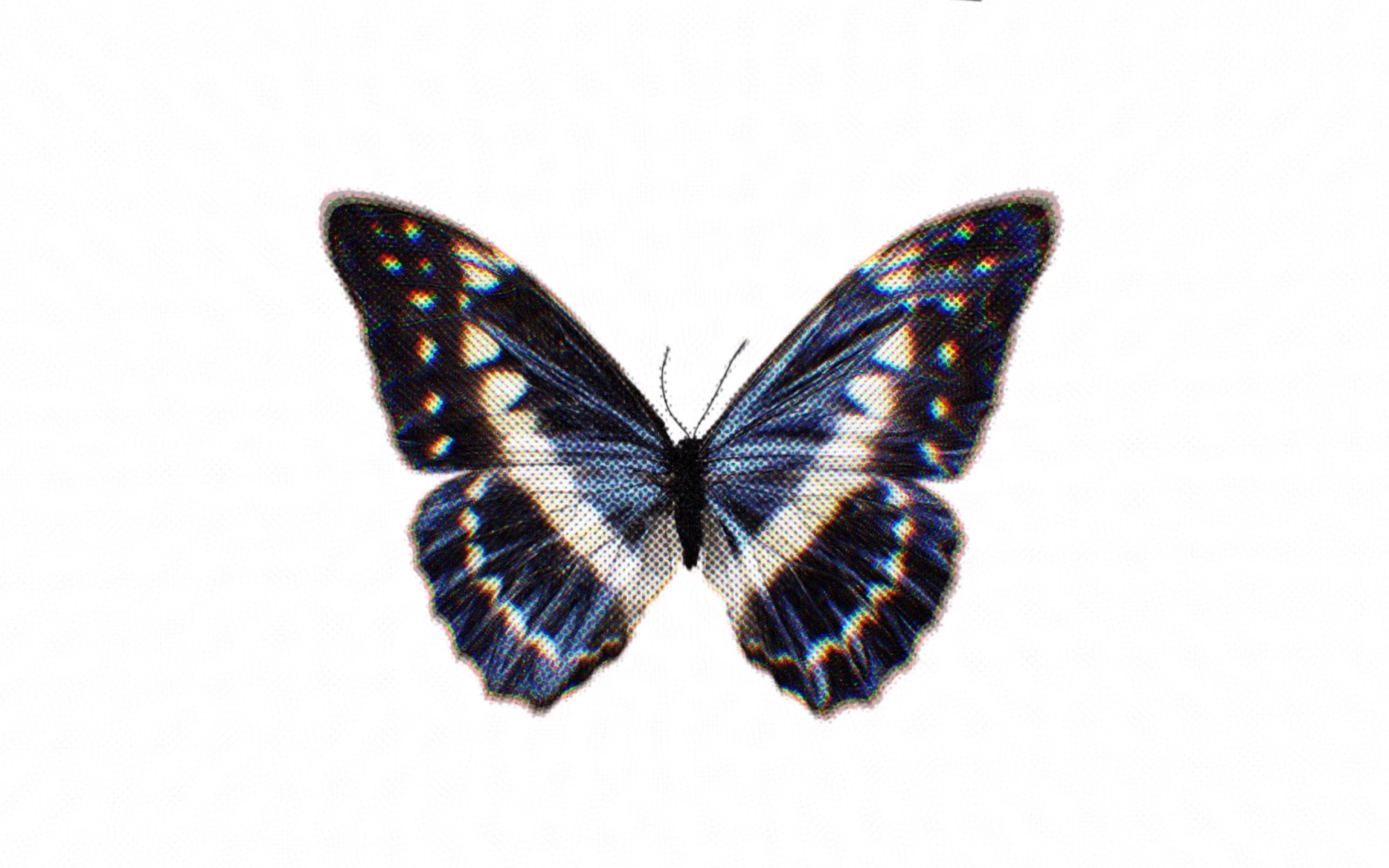 【孟宴臣同人手书】_killing butterflies—lewis blissett- 杀死蝴蝶