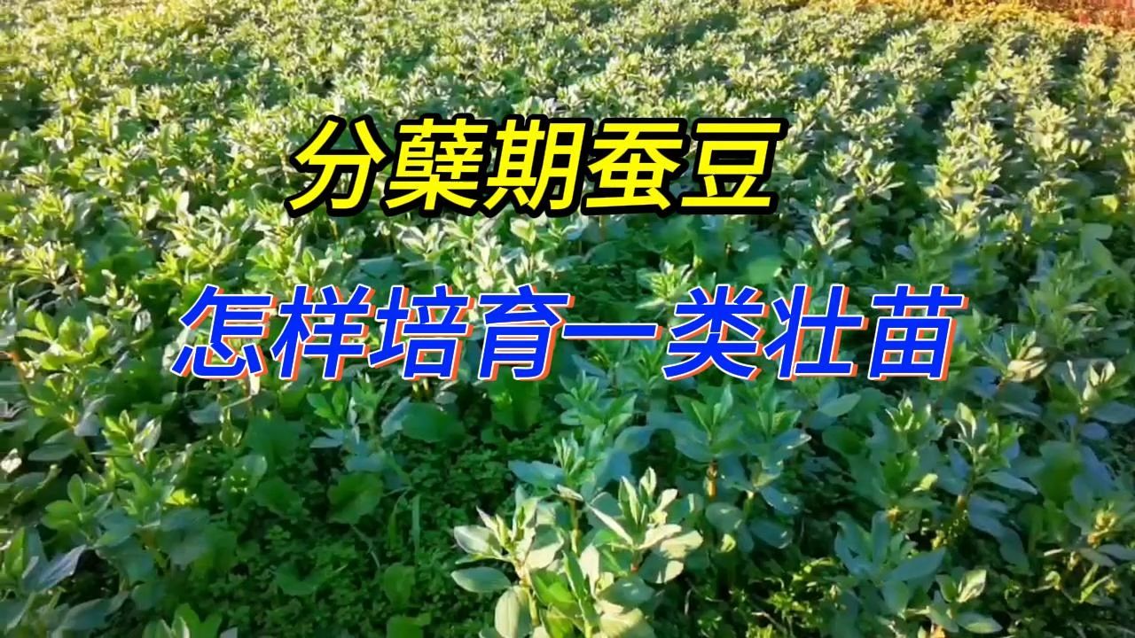 分蘖期蚕豆怎样培育一类壮苗哔哩哔哩bilibili