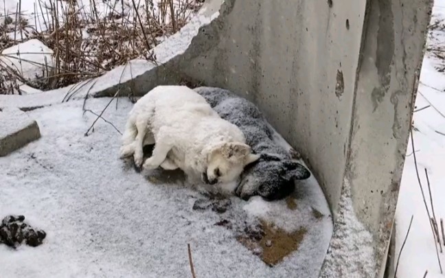 [图]活活冻死