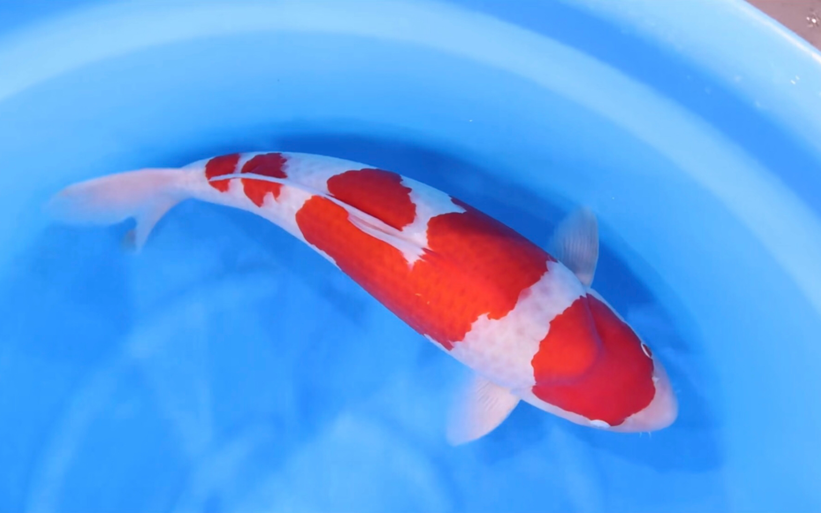 阪井四段红白锦鲤,大模样赛级滴观赏鱼.