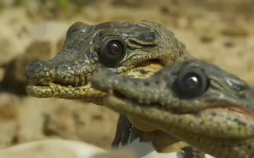 差点以为这是假鳄鱼幼崽这眼睛可还行