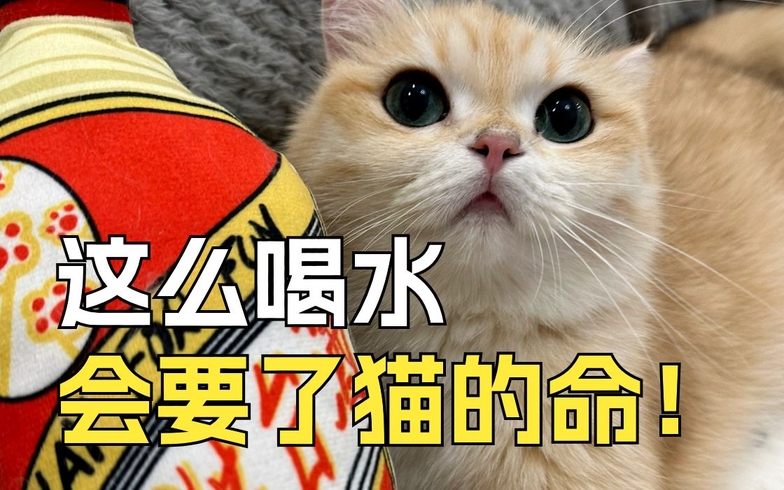 铲屎官注意,切记不要给猫咪喝的三种水哔哩哔哩bilibili