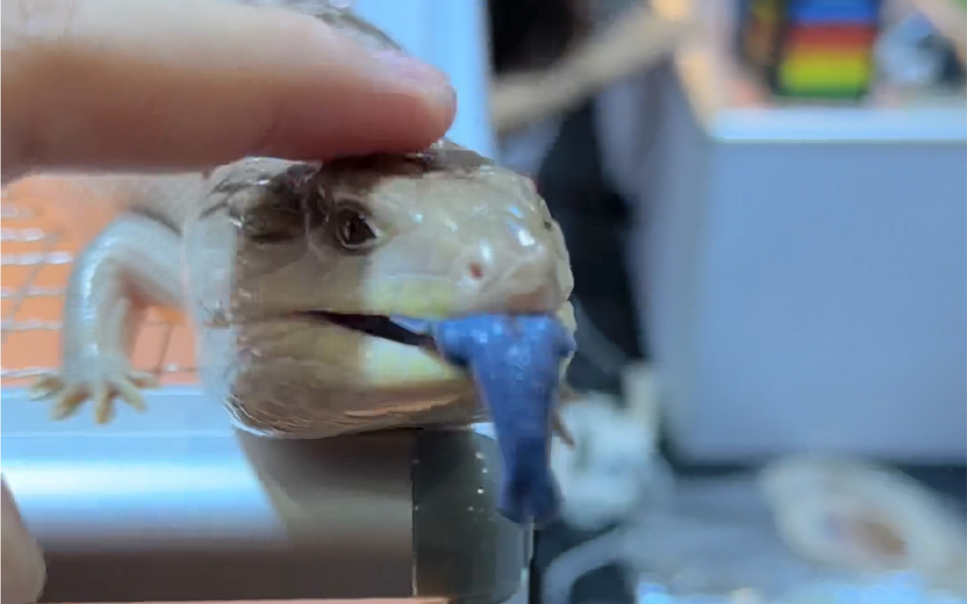 蓝舌石龙子的舌头是有开关的哦