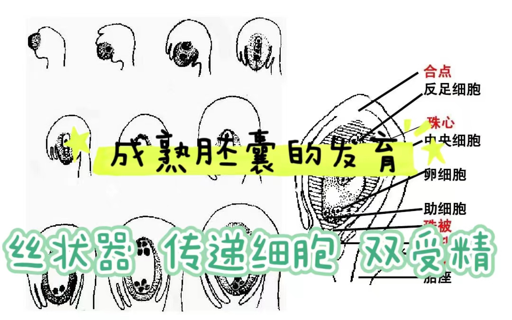 植物学|成熟配囊的结构和发育&双受精&丝状器&传递细胞哔哩哔哩bilibili