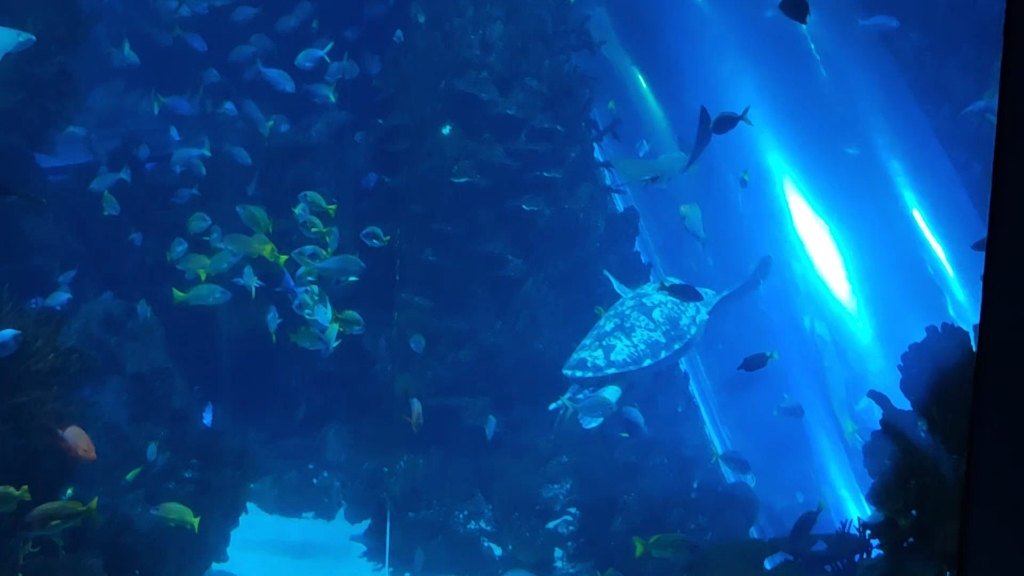 北京海洋馆的绿海龟