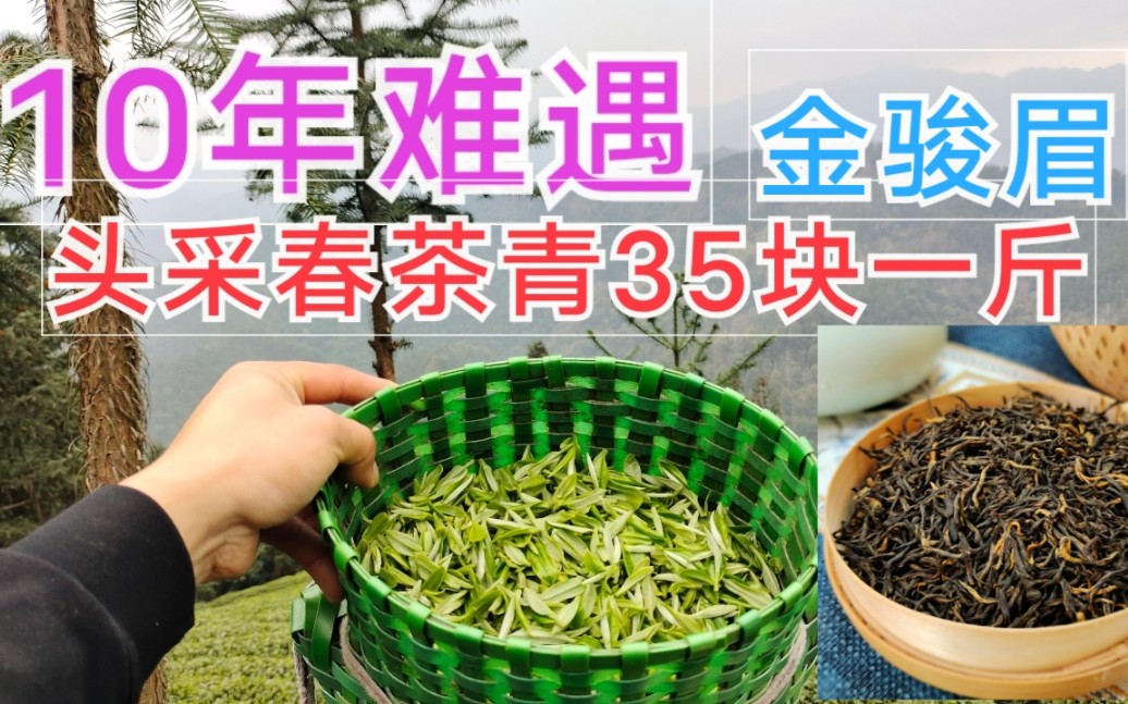 2022高山云雾茶春茶青35块一斤,10年难遇的价格,茶商在抢货哔哩哔哩bilibili