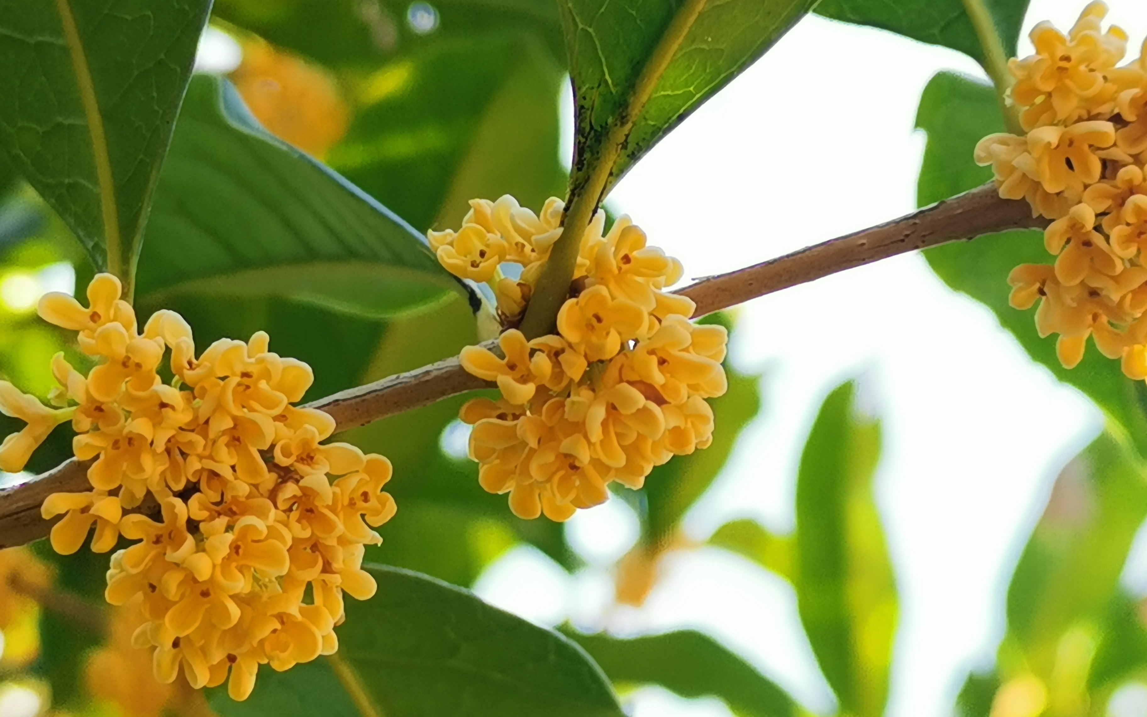 扬州十月桂花香