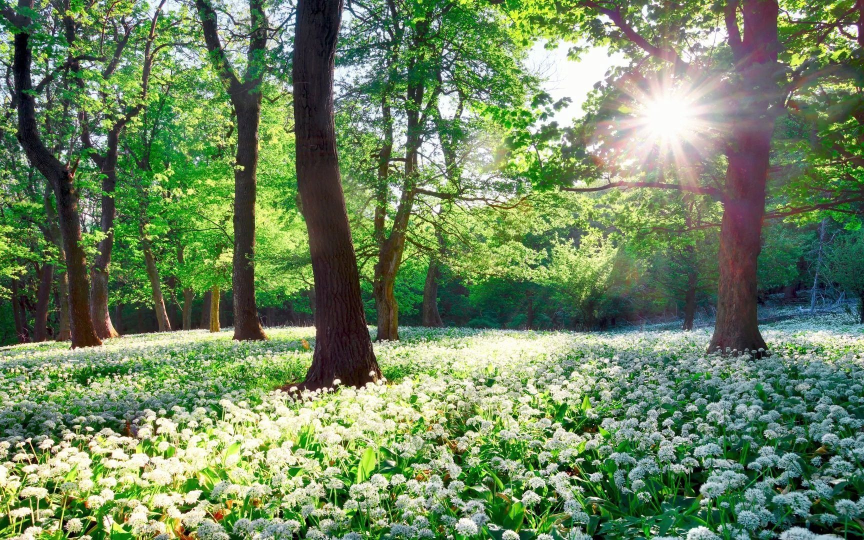 [图]【白噪音】一小时春天的森林之声，林中花鸟虫鸣，助眠环境音